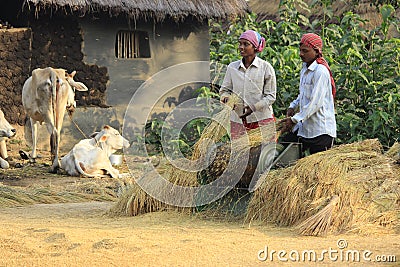 Rice harvesting. Editorial Stock Photo