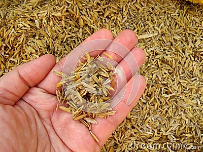 Rice husk on hand Stock Photo