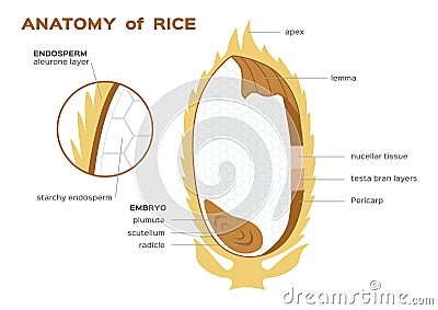 Rice infographics . illustration infographic Vector Illustration