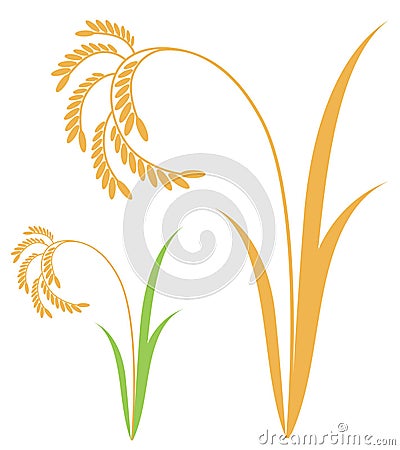 Rice Vector Illustration