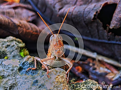 Grasshopper head shape Stock Photo