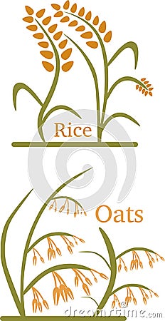 Rice Oats illustration Stock Photo