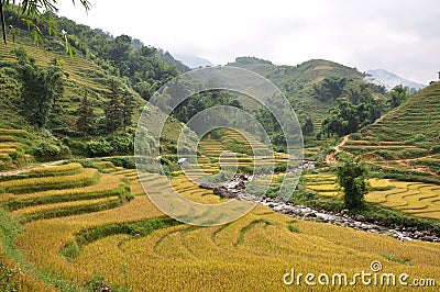 Rice paddies Stock Photo