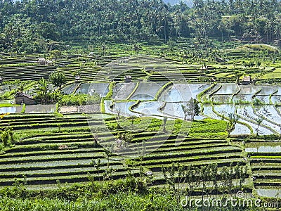 Rice paddies in Bali Indonesia Stock Photo