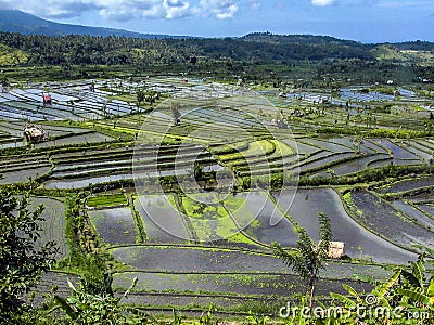 Rice paddies in Bali Indonesia Stock Photo