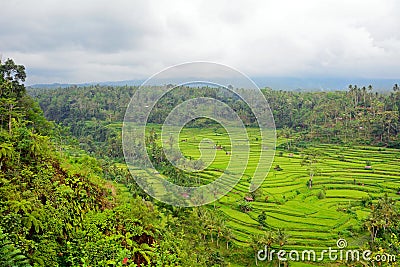 Rice paddies, Bukit Jambul, Bali, Indonesia Stock Photo