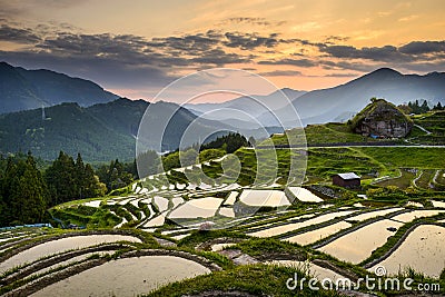 Rice Paddies in Japan Stock Photo