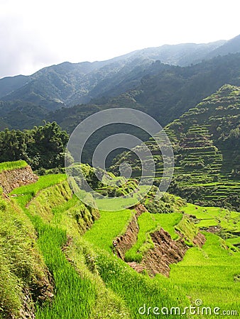 Rice paddies in Philippines Stock Photo