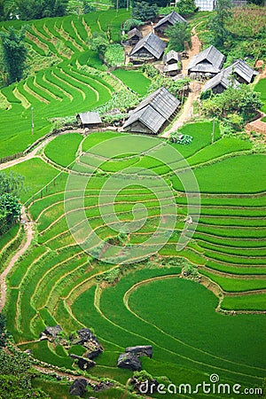 Rice paddy Stock Photo