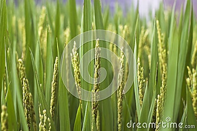 Rice paddy Stock Photo