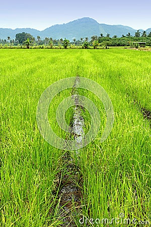 Rice Paddy Stock Photo