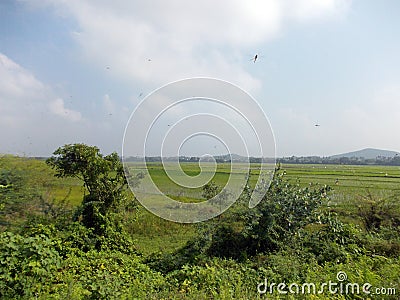 Rice paddy with dragonflies Stock Photo