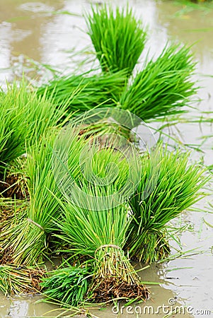 Rice in paddy field Stock Photo