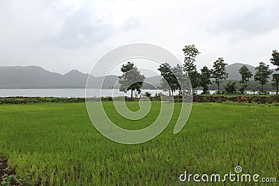 A rice paddy field and lake mountain range view in India Stock Photo