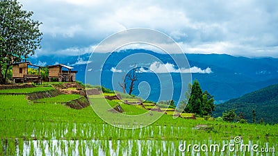 Rice Paddy Field Mountain View Stock Photo