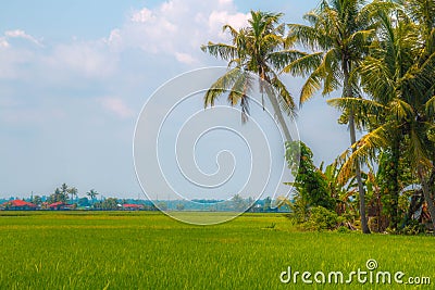 Rice Paddy Stock Photo