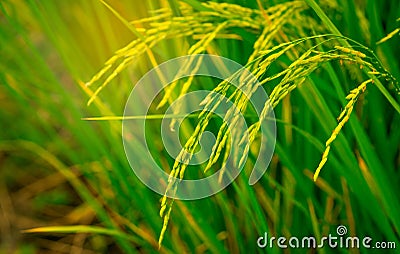 Rice paddy in rice fields and rice plantation in Thailand. Organic rice farm in Asian. Agriculture background. Main dishes Stock Photo