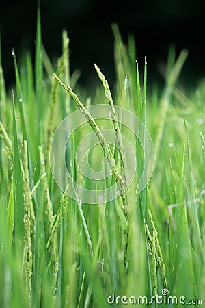 Rice paddy Stock Photo