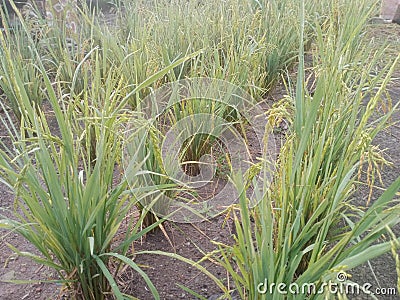 rice or paddy plant close-up Stock Photo