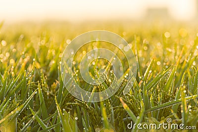 Rice paddy in rice plantation Stock Photo