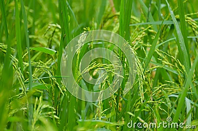 Rice paddy Stock Photo