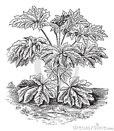Rice-paper Plant or Tung-tsau or Tetrapanax papyriferus, vintage engraving Vector Illustration