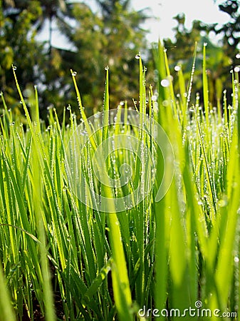 Rice plant Stock Photo