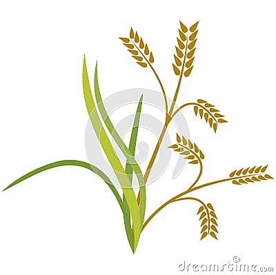 Rice plant Vector Illustration