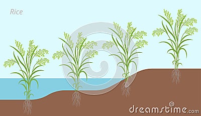 Rice plant development in water and on land. Oryza glaberrima. Oryza sativa. Cereal grain. Harvest. Vector infographic Vector Illustration