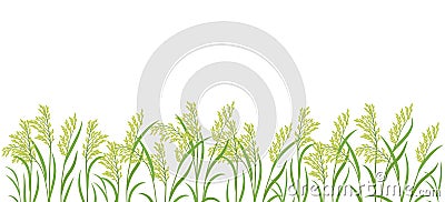 Rice plant green field. Horizontal banner. Oryza sativa. Cereal grain. Place for text. Copy space. Harvest vector Vector Illustration