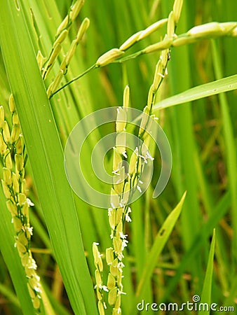 Rice plant Stock Photo