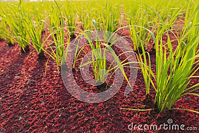 Rice plant and Mosquito fern Stock Photo