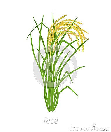 Rice plant. Oryza sativa. Agriculture cultivated plant. Green leaves. Flat color Illustration clipart Stock Photo