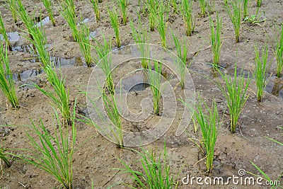 Rice plant Stock Photo