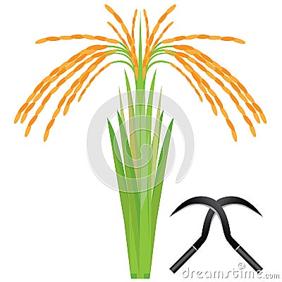 Rice plant Vector Illustration