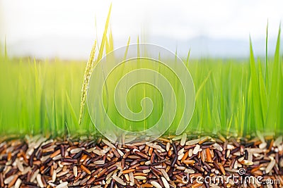 Rice plant and riceburry seed food from nature Stock Photo