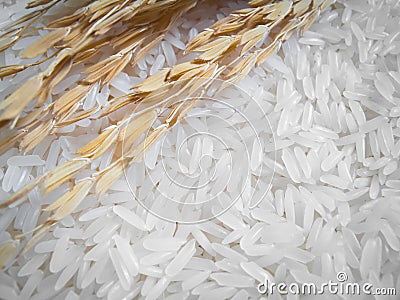 Rice plant and white rice , uncooked raw cereals Stock Photo