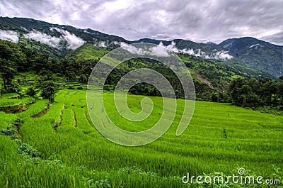 Rice Plantation Stock Photo