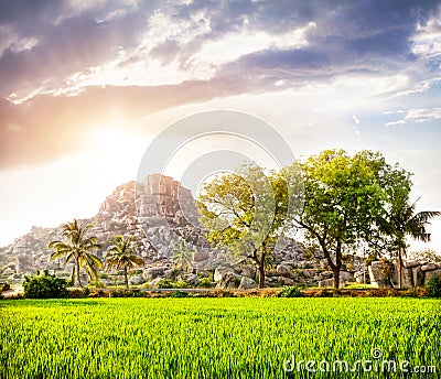 Rice plantation in Hampi Stock Photo