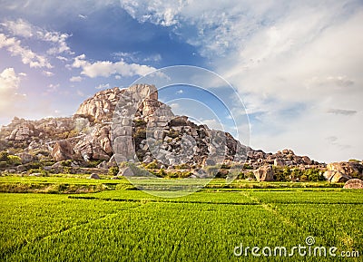 Rice plantation in Hampi Stock Photo