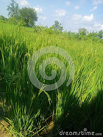 Rice plants farm green zone Stock Photo