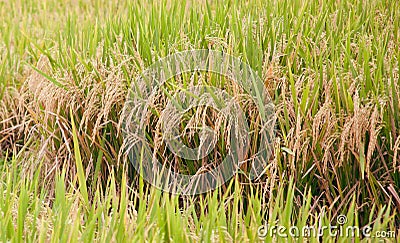 Rice plants in field Stock Photo