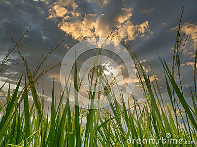 The rice plants in the growing season are approaching the harvest Stock Photo