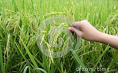 Rice plants and hand Stock Photo