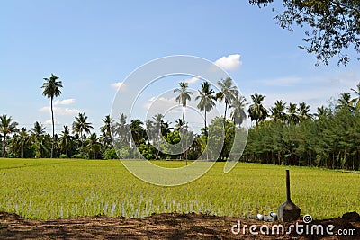 The rice production filed forming Stock Photo