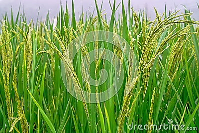 Rice seedlings Stock Photo