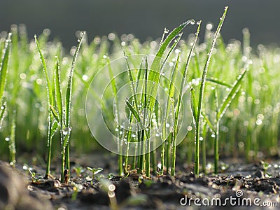 Rice Seedlings with Dew Drops on Early Morning Stock Photo