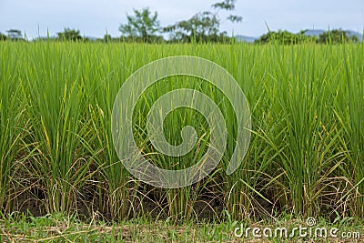 Rice seedlings growing Stock Photo