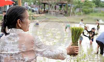 Rice seedlings in the hands of an elderly woman with a blur of the muddy Asian children enjoys planting rice in the field farm Stock Photo