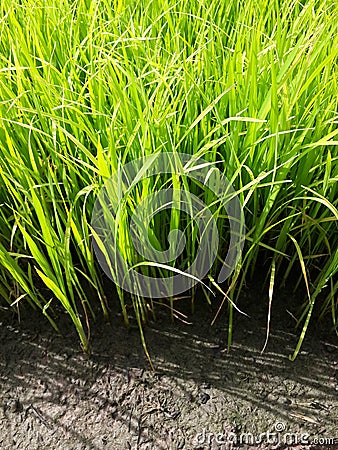 Rice seedlings Stock Photo